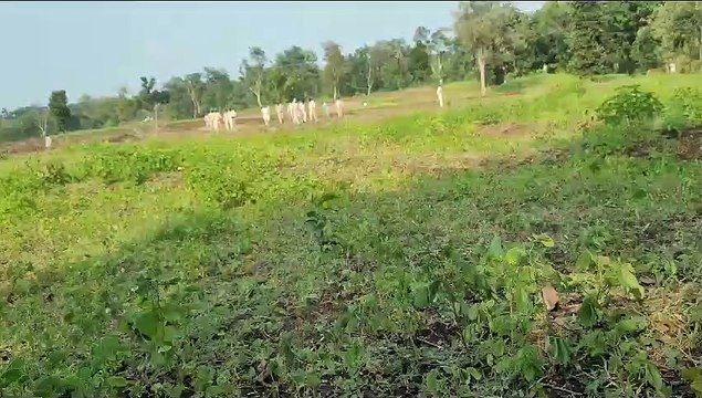 Video: Encroachment driven from forest land