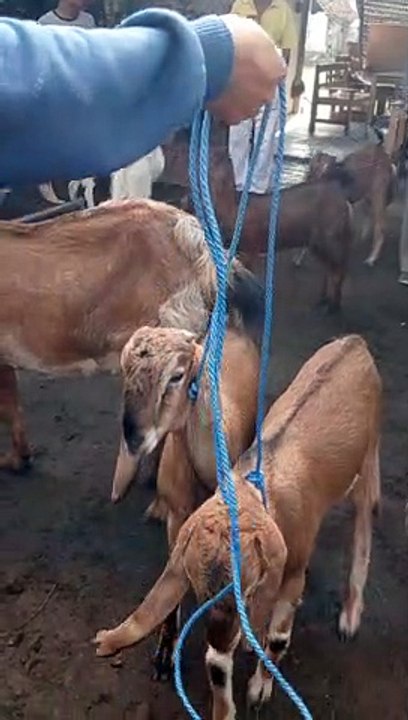 Full Kambing Jawa Randu Betina Merah Pasar Bendilwungu
