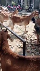 Kambing Indukan Super Jumbo Terbaik Warna Merah Siap Ternak