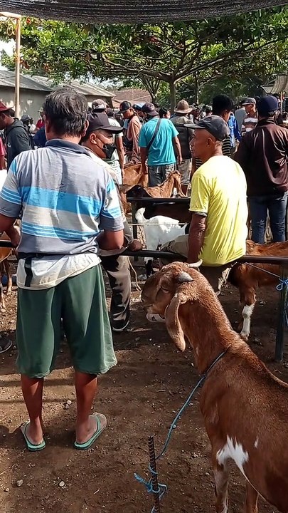 Pasar Bendilwungu Tempat Gudangnya Kambing Jawa Randu Merah