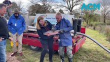 Rainbow trout release at Lake Canobolas, Orange