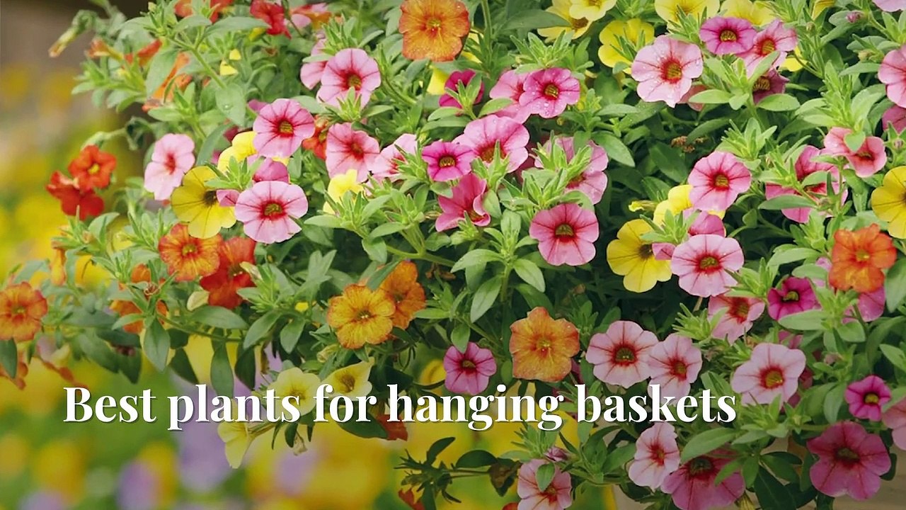 Best Plants For Hanging Baskets I Homes & Gardens