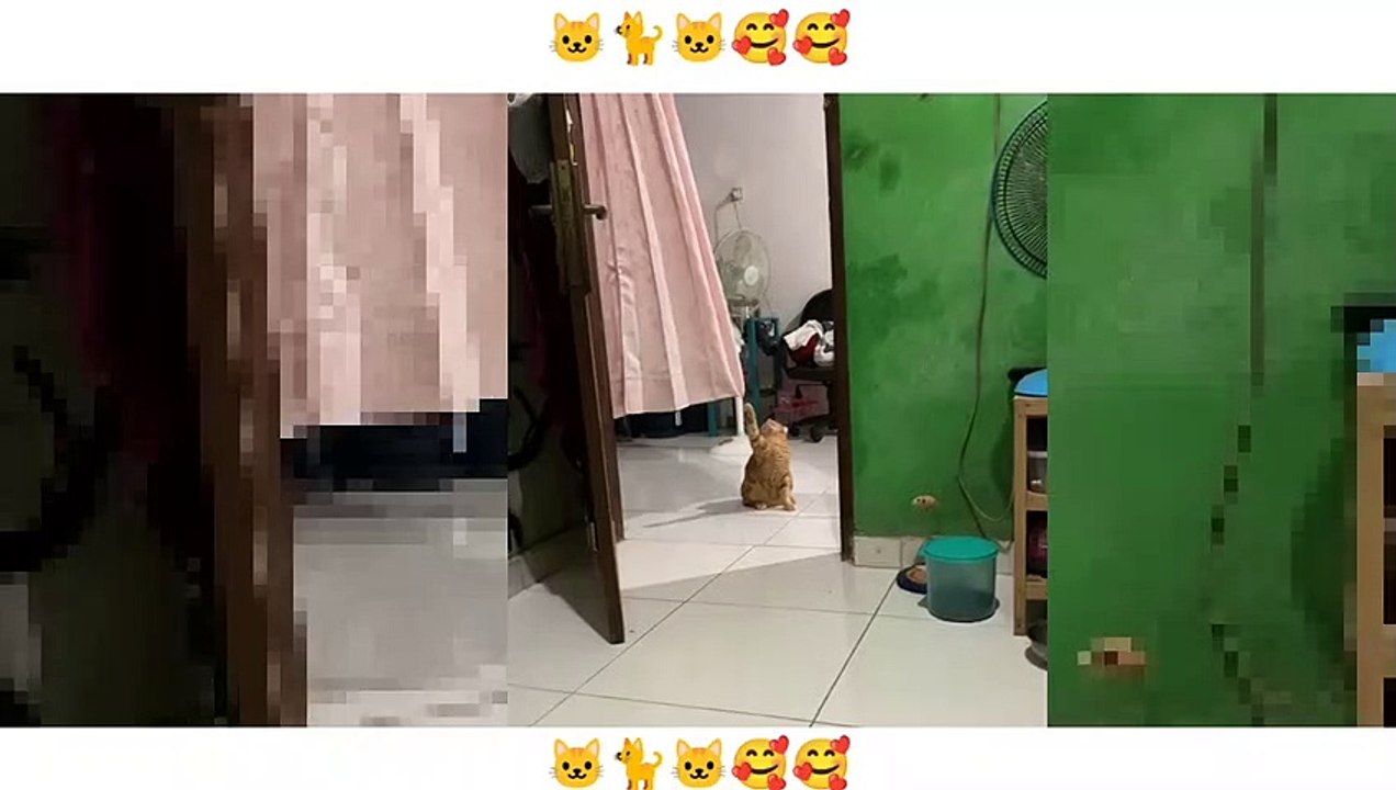 Funny cat