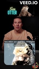 Sea Otters: The Cutest Seagoing Furballs