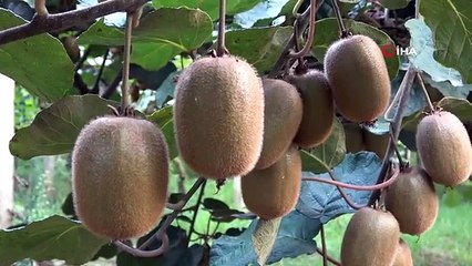 Ordu kivisinde rekolte düşüşü: Bu sene ucuza kivi yok