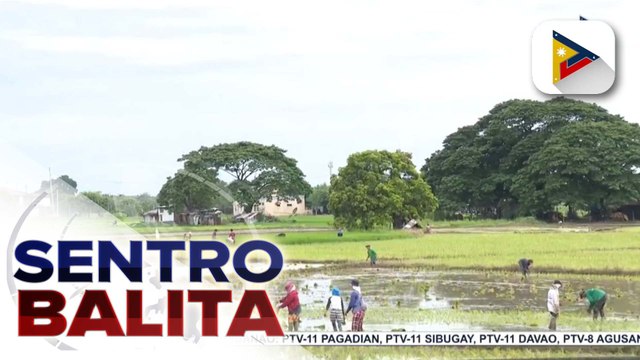 Contract growing mechanism, isinusulong ng isang mambabatas para mapanatili ang mababang presyo ng bigas