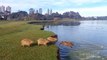 Capybaras Jumping Into The Water