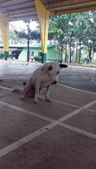 Dog Decides It's Nap Time During Basketball Game