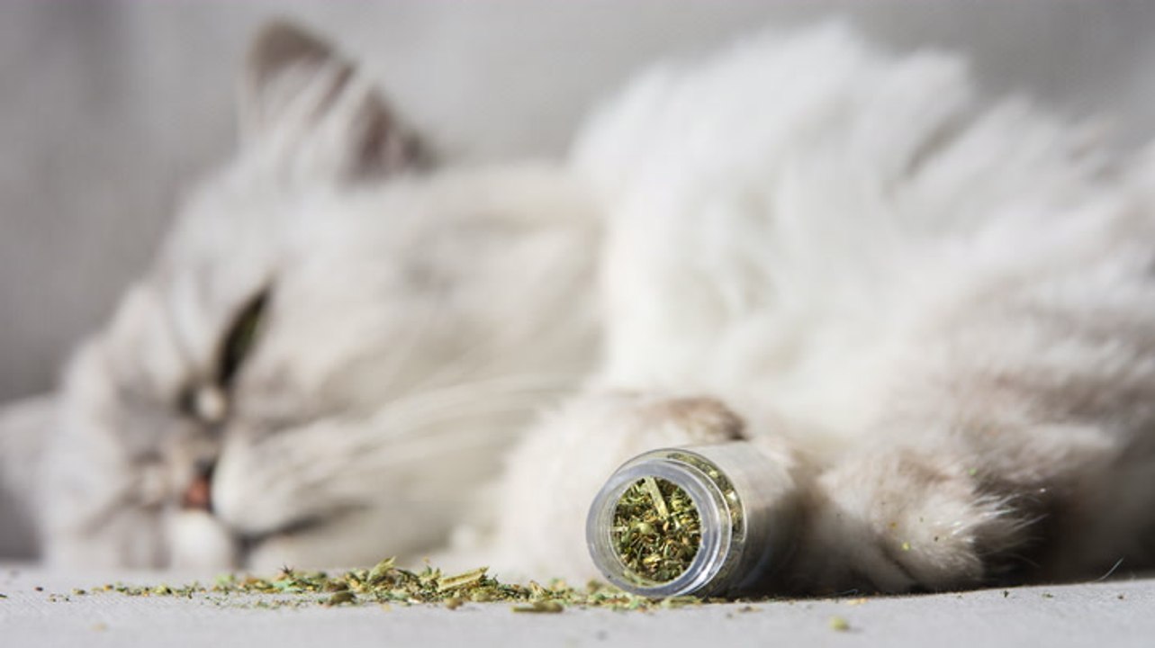 What Is Catnip and Is It Safe for Your Pet? Veterinarians Weigh In