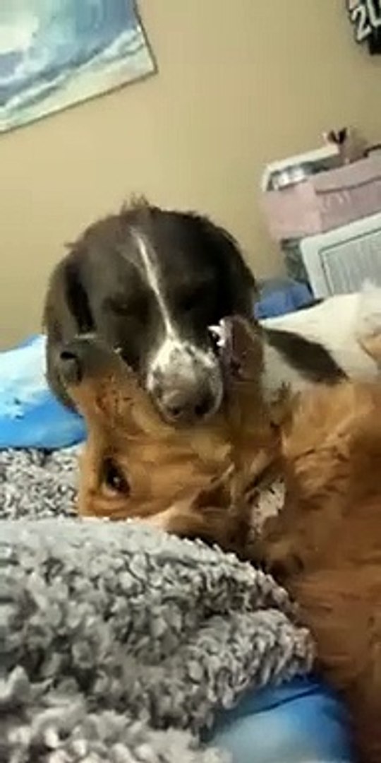 Dog Kissing Another Dog   PETASTIC