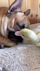 French Bulldog Pup And Duck Are The Best Friends   PETASTIC