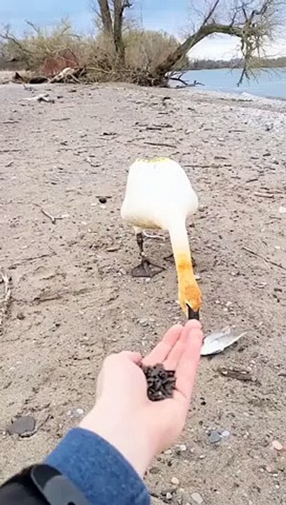 Well-Mannered Swan Thanks Man for Feeding it   PETASTIC