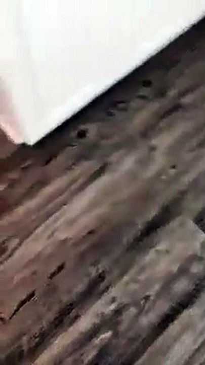 French Bulldog evolves into a Dinosaur for Halloween   PETASTIC