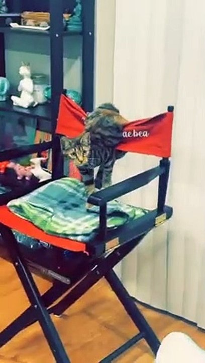 Cat Caught Fighting With a Chair!   PETASTIC