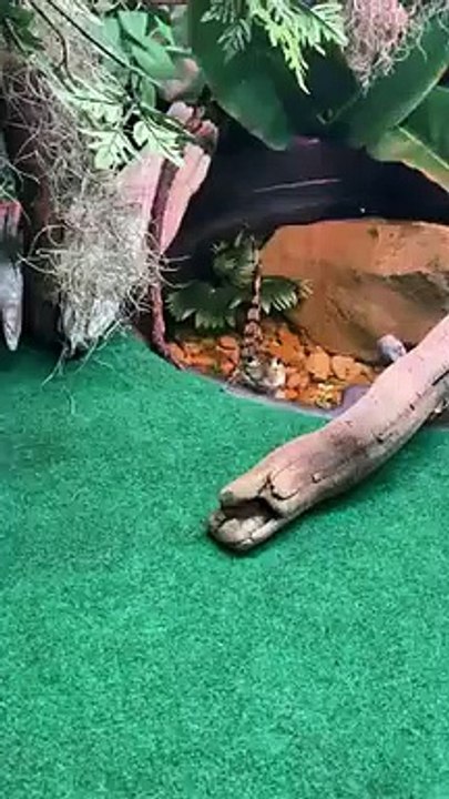 Feeding Baby Crocodile - Baby Crocodile Crawls Out of Pond to Get Food   PETASTIC