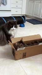 Cat Fighting Over a Box and it Gets More Intense   PETASTIC