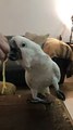 Spaghetti-loving cockatoo takes his sweet time to enjoy his food   PETASTIC