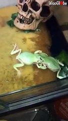 Russian Frogs Fighting For The Food   PETASTIC  (2)