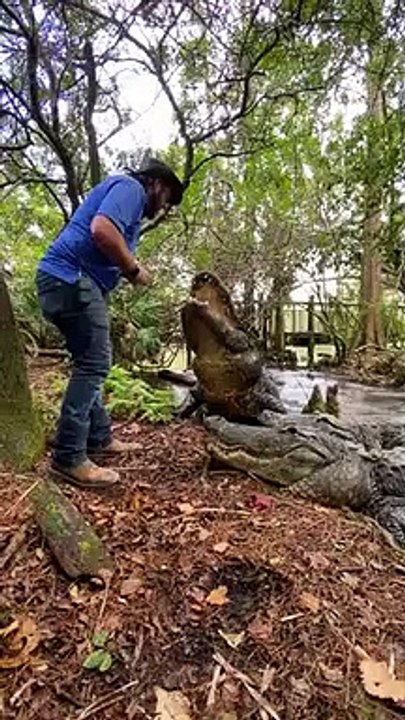 Alligator Handler Feeding Huge Alligators   PETASTIC