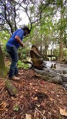 Alligator Handler Feeding Huge Alligators   PETASTIC