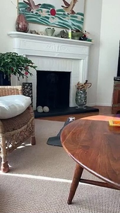 Adorable Black Labrador is a Master of Camouflage   PETASTIC