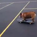 Skateboarding Bulldog Rollin' In The Skating Park   PETASTIC