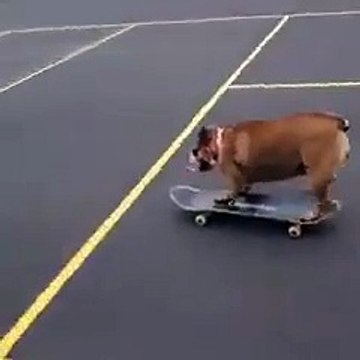 Skateboarding Bulldog Rollin' In The Skating Park PETASTIC