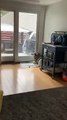 I Want To Go Outside-Husky Won't Stop Howling Until His Owner Lets Him Go Outside   PETASTIC