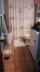 Monkey Caught Cleaning The Bathroom Sink   PETASTIC