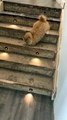 Two-legged Cat Moves around The House Like a Rabbit    PETASTIC