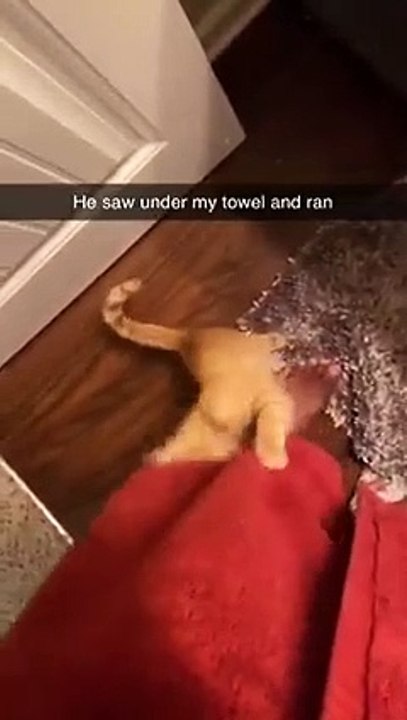 Cat Saw Under Towel And Ran Away   PETASTIC