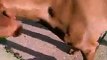 'Talking' Vizsla pup tries to get its owner's attention by attacking its stuffed toy   PETASTIC