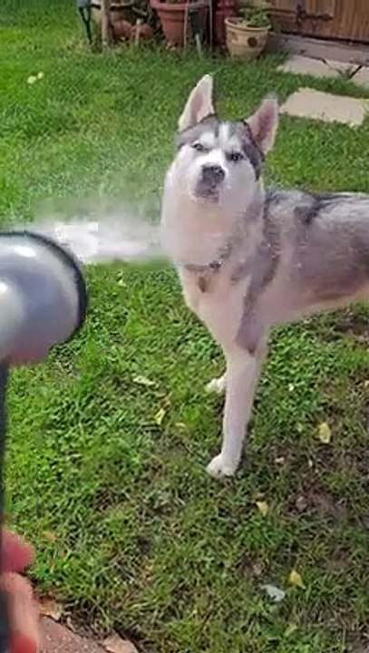 Husky vs. Water Hose' is the Friendly Fight You Need to See   PETASTIC