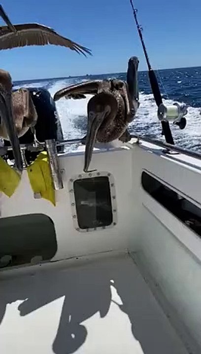 Pelicans try to eat fish   PETASTIC