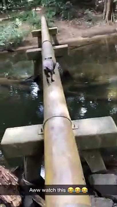 Dog Pushes Tiny Dog into Water   PETASTIC