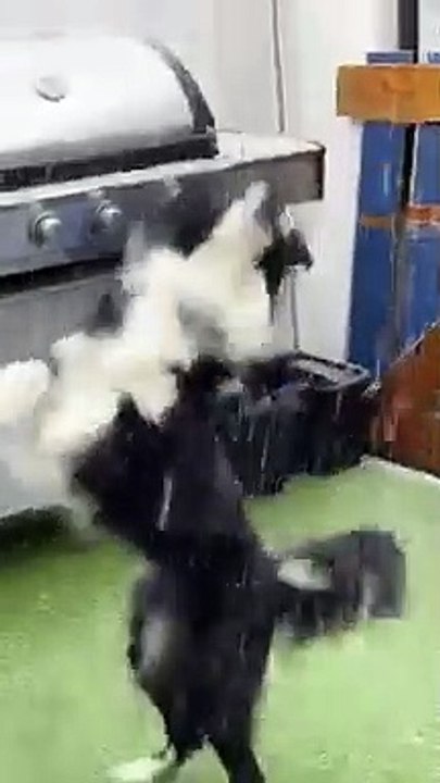 Dog Tries to Eat Snowflakes   PETASTIC