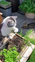 Cat proves that cats do help around the house   PETASTIC