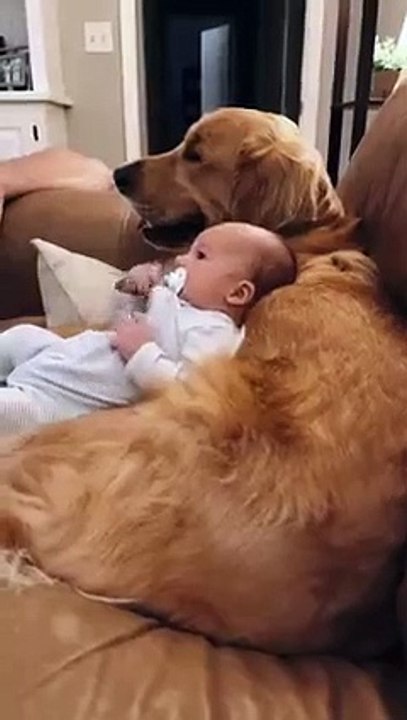 Golden Retriever and Babies are Best Friends   PETASTIC