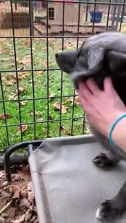 Fox Making Love With Kid   PETASTIC
