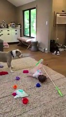 Cute Toddler And Pitbull Act Like Siblings   PETASTIC