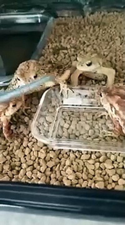 Why You ATE IT! Angry Frog   PETASTIC