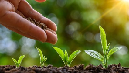 Liquid vs. Granular Fertilizer: Which One Is Better for Your Plants?