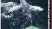 Humpback Calf 'Marvel' Makes a Splash in Monterey Bay