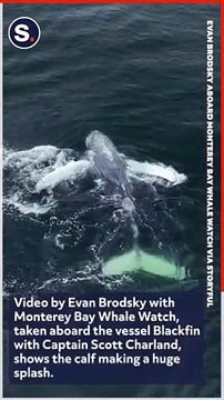 Humpback Calf 'Marvel' Makes a Splash in Monterey Bay