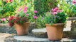 7 Best Types of Shrubs For Planting in Containers