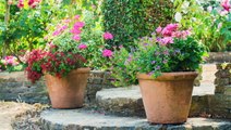 7 Best Types of Shrubs For Planting in Containers