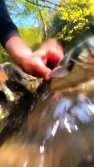 kiremitte levrek nasil pisirilir how to best method to cook sea bass