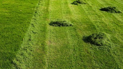 4 Common Lawn Problems That Don't Actually Need Solving