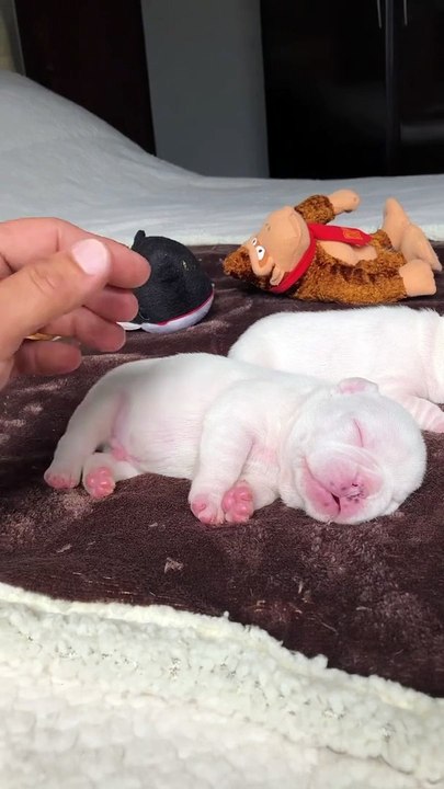 Tiny white pitbull
