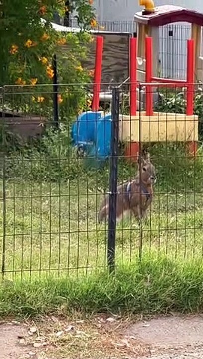 Strange Pet Spotted In Yard